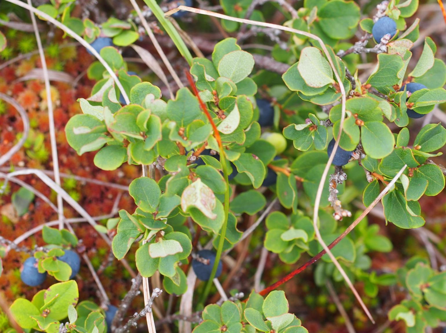 Bilberry, Bog